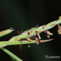 Cymbopogon citratus (DC.) Stapf